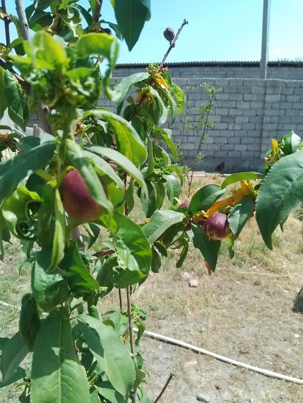 Продам Дачу 6 соток. Таш море Продам Дачу 6 соток. Таш море