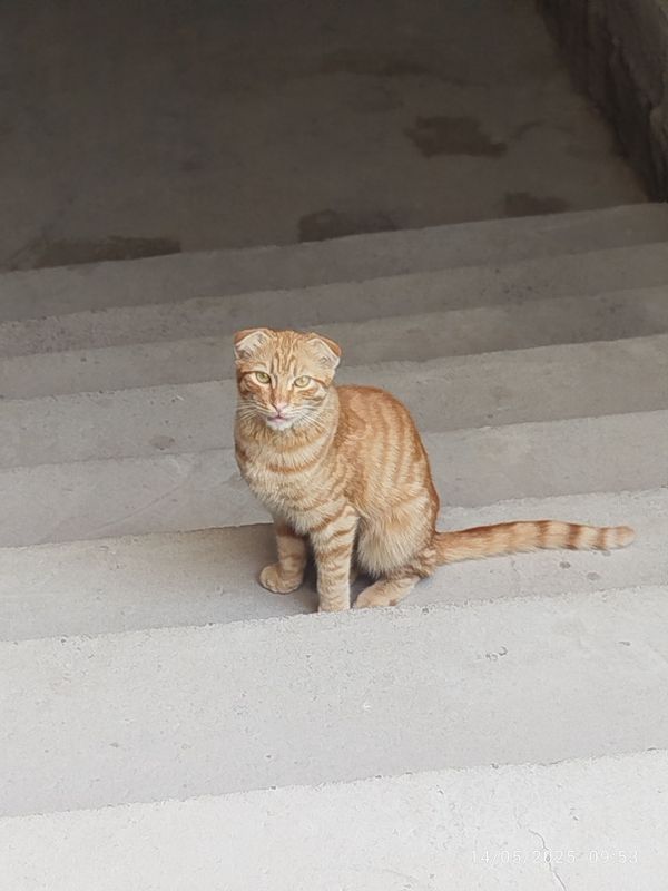 Scottish fold 6 7 oyli erke Scottish fold 6 7 oyli erke