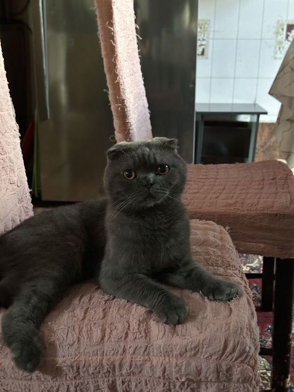 Кот и кошка продаются