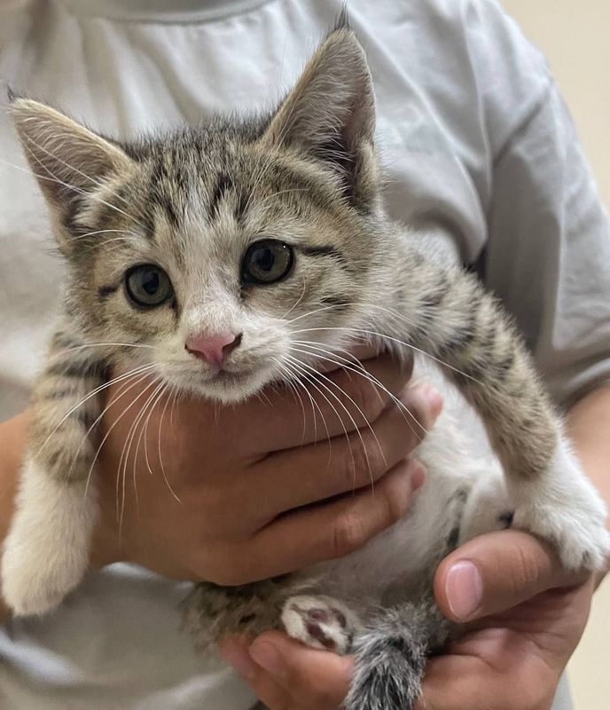 Отдам котёнка в хорошие,добрые руки Отдам котёнка в хорошие,добрые руки