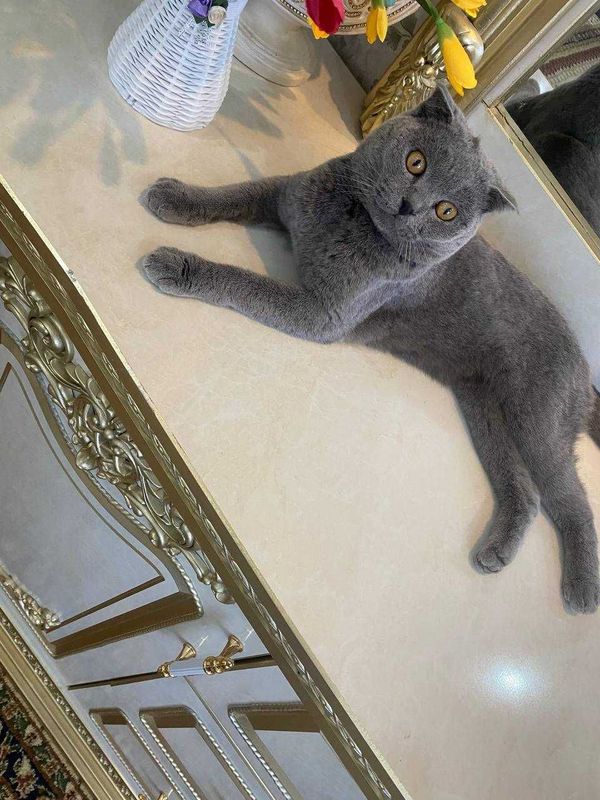 Scottish fold (Erkak) toza qon Scottish fold (Erkak) toza qon