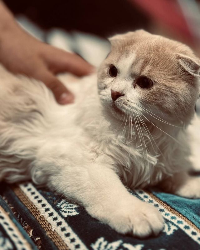 Продается котенок! Продается котенок!