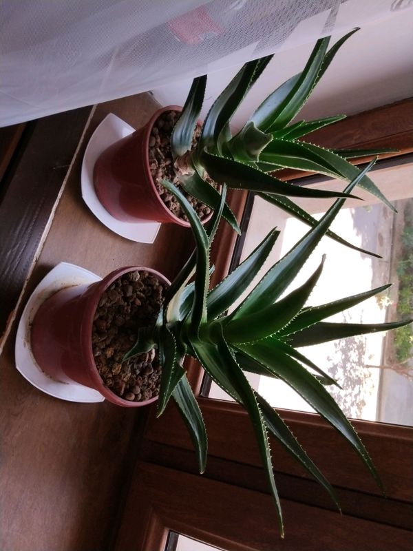 aloe vera