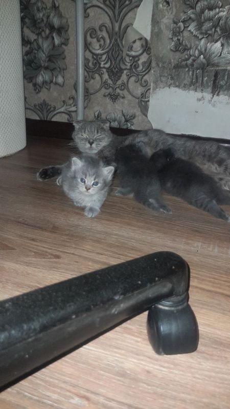 Продаётся котята шотландские Продаётся котята шотландские