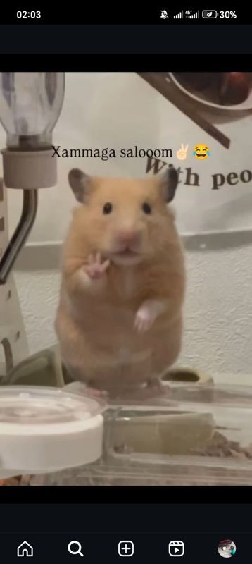 Hamster ismi: bublik qafasi xam bor Hamster ismi: bublik qafasi xam bor