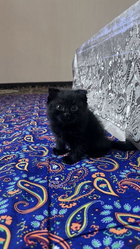 Котик вислоухая шотландская