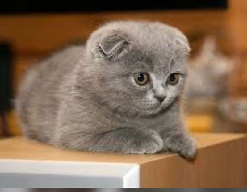 Scottish fold 2 месяц девочка Scottish fold 2 месяц девочка