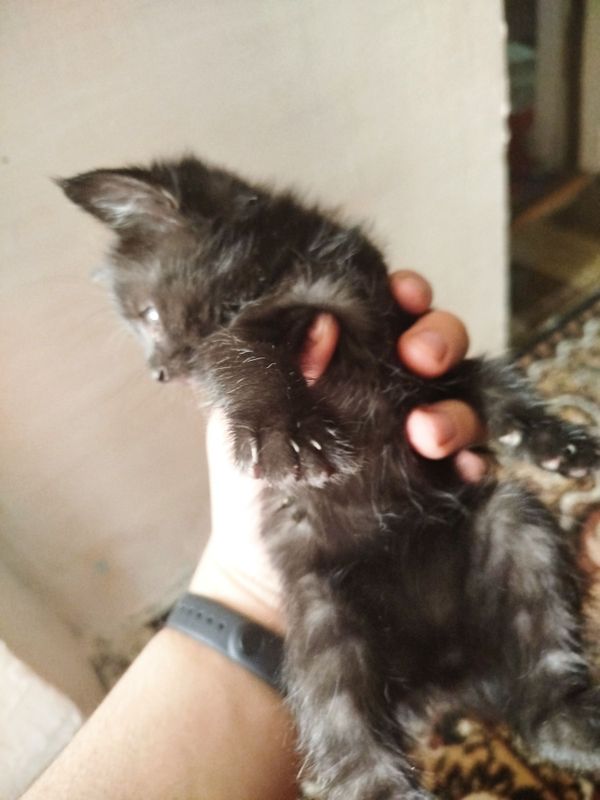 Отдам котят в хорошие руки Отдам котят в хорошие руки