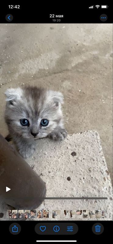 Скоттиш фолд шиншилла Скоттиш фолд шиншилла