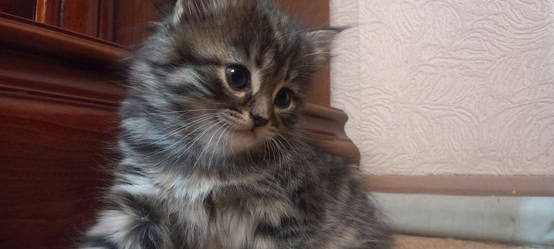 Котёнок девочка 2 месяца двух породистая приучана к лотку договорная Котёнок девочка 2 месяца двух породистая приучана к лотку договорная