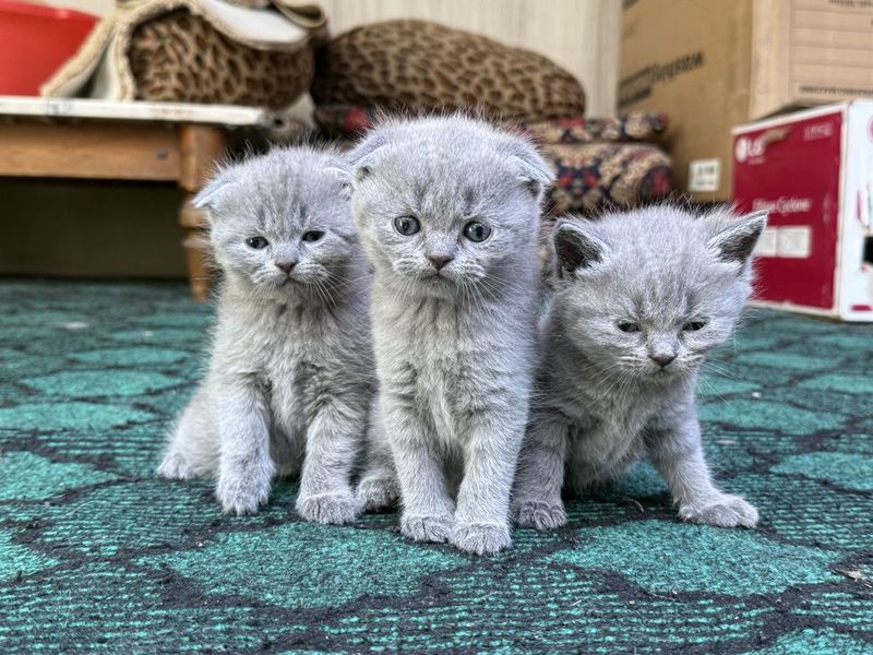 Шотландские котята
