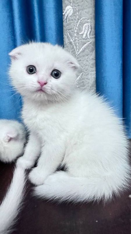 Вислоухий Скотиш фолд skottish fold Скотиш фолд котята Вислоухий Скотиш фолд skottish fold Скотиш фолд котята