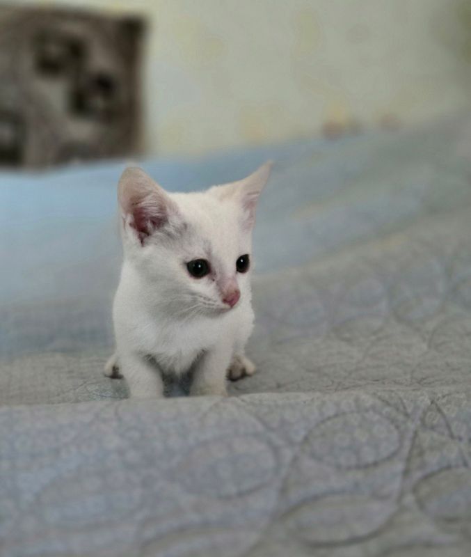 котята в добрые руки котята в добрые руки