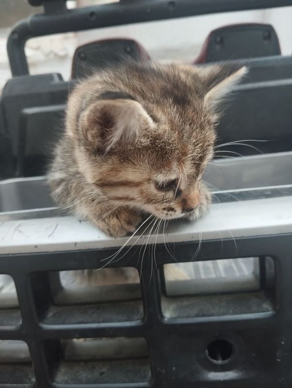 Mushiklar yaxshi qoʻllara baraman Mushiklar yaxshi qoʻllara baraman