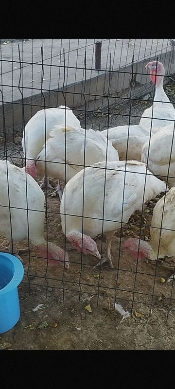 Big 6 kurkalari franziya linyasi Big 6 kurkalari franziya linyasi