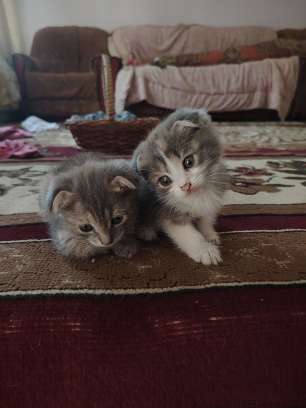 Mushukcha 2 yarim oylik Scottish fold chachishgan