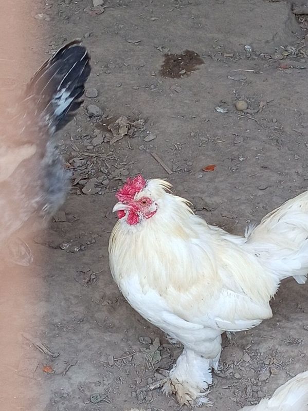 Yapon horozlar sotiladi Yapon horozlar sotiladi