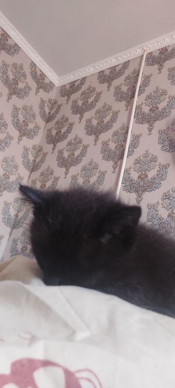 Котёнок 3 месяца очень тихая Котёнок 3 месяца очень тихая