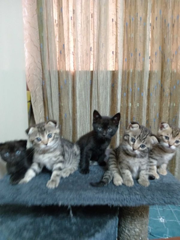 Продаются котята Продаются котята