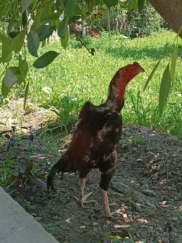 Oq oyogʻ iyolgi juja kilosi 4 dan oshiq
