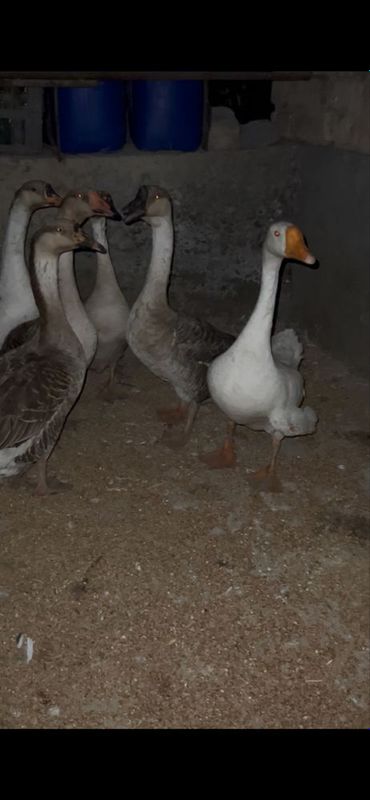 Gozlar sotiladi Gozlar sotiladi