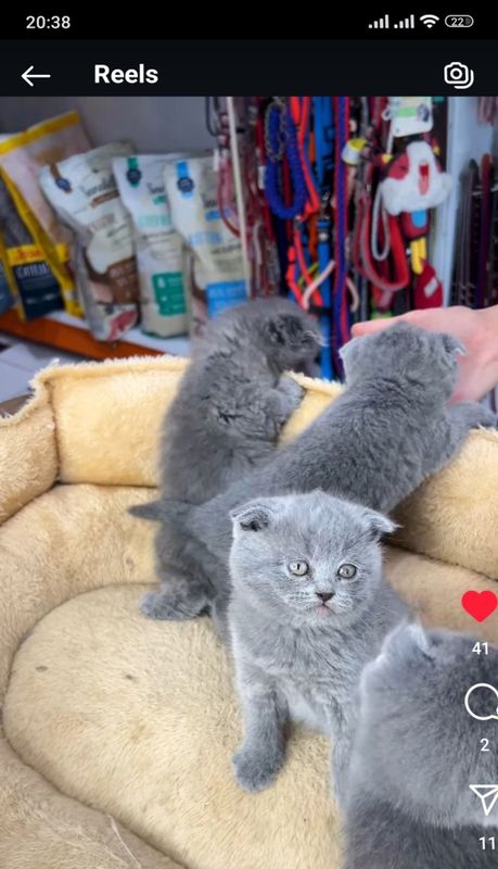 Кошечки " Скоттиш-фолд" Кошечки " Скоттиш-фолд"