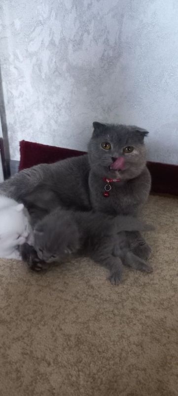 Скотиш фолд сотувда Скотиш фолд сотувда