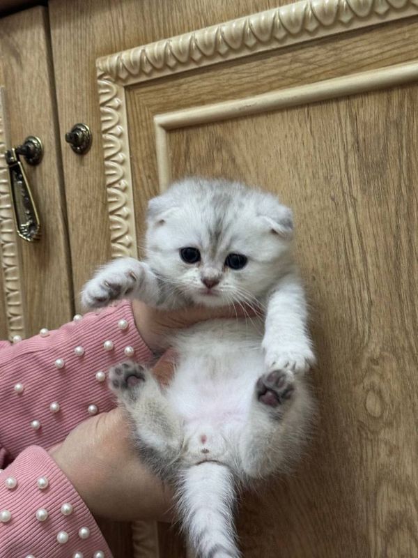 Scottish fold serebristiy shinshilla