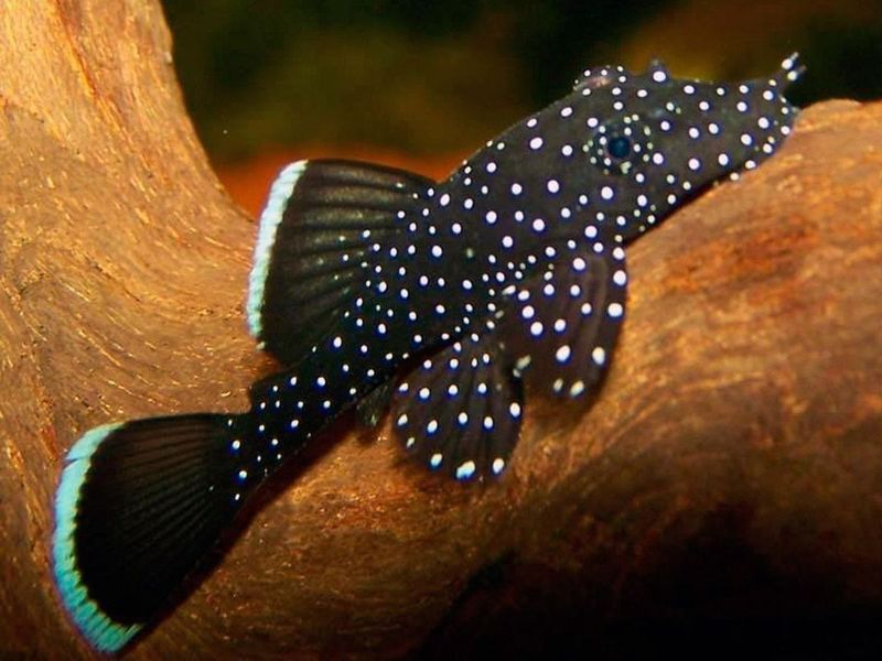 Ansitrus L. 181 sotiladi Ansitrus L. 181 sotiladi