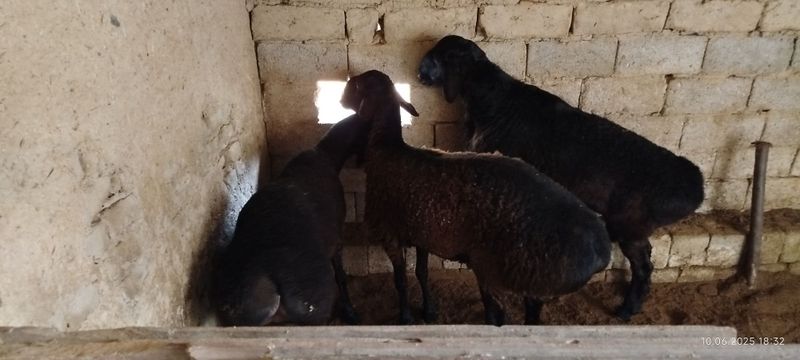 Quyla Sotilad Quchqor Quyla Sotilad Quchqor
