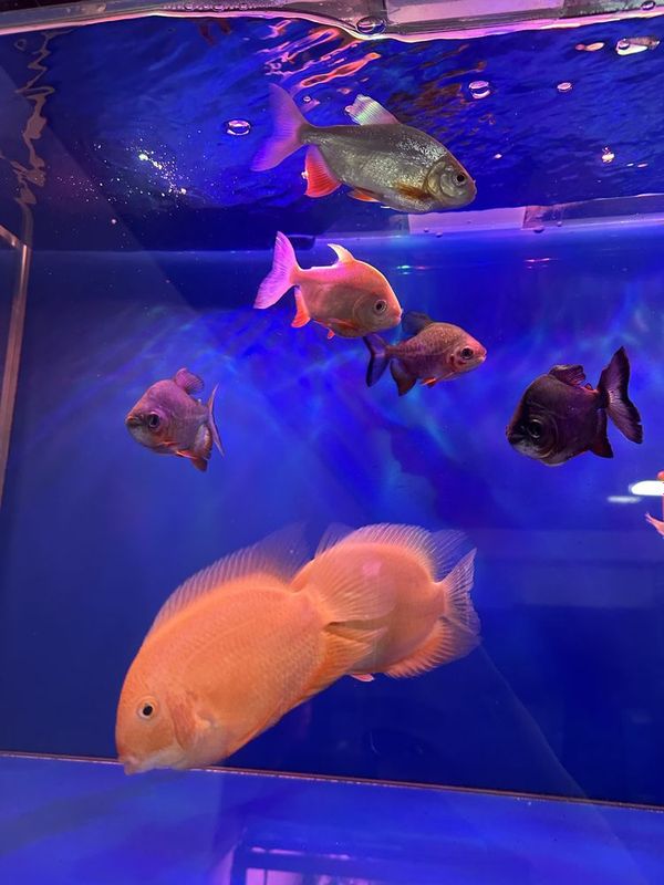 Baliqlar Magazin Assartiment Baliqlar Magazin Assartiment