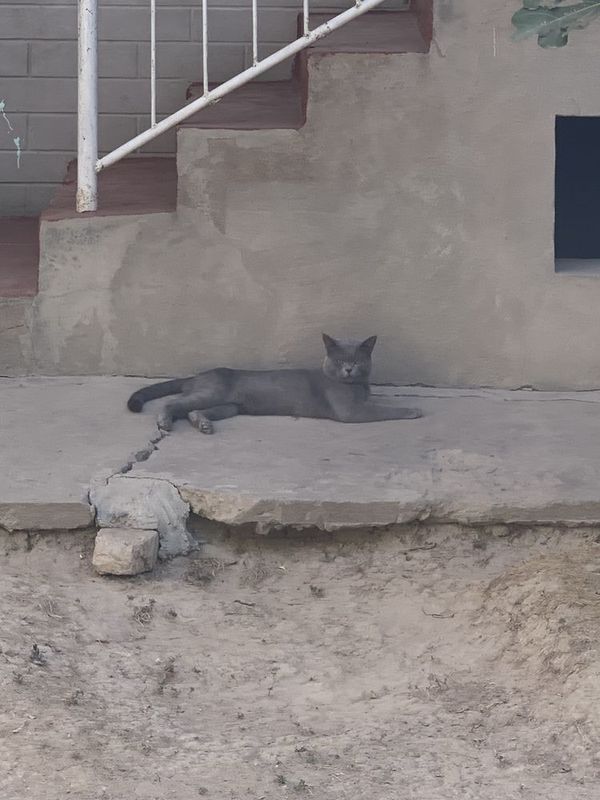 Mushuk sotiladi erke mushu