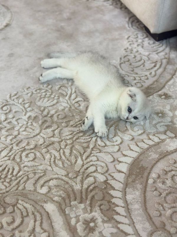 Породистая кошка Породистая кошка