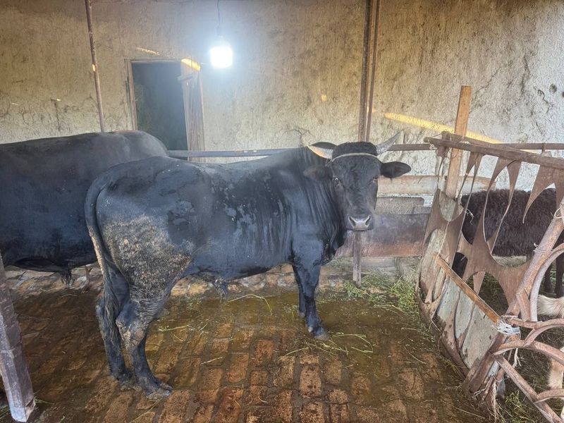 Gibrit buqalarimiz sotiladi Gibrit buqalarimiz sotiladi