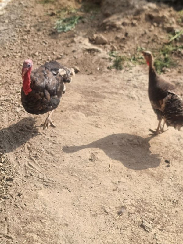 Kurkalar par 2 ta Kurkalar par 2 ta