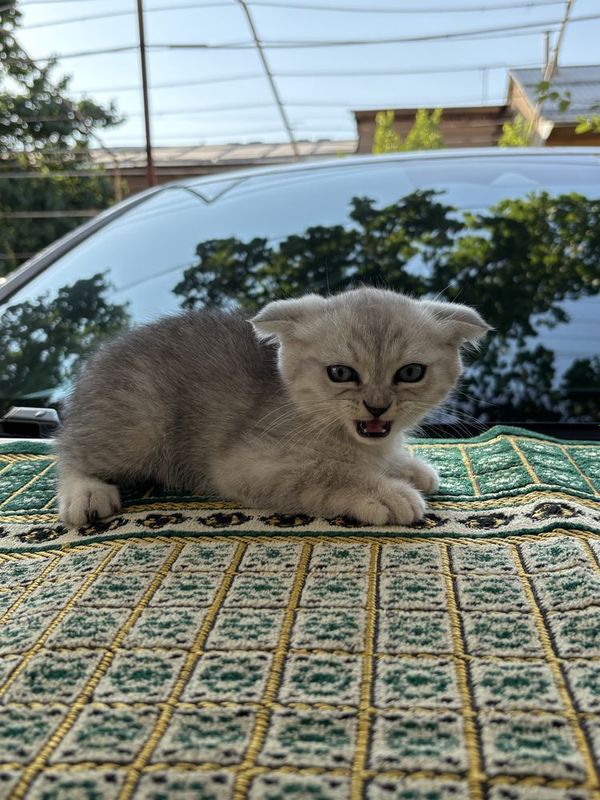 Котенок шиншилла!