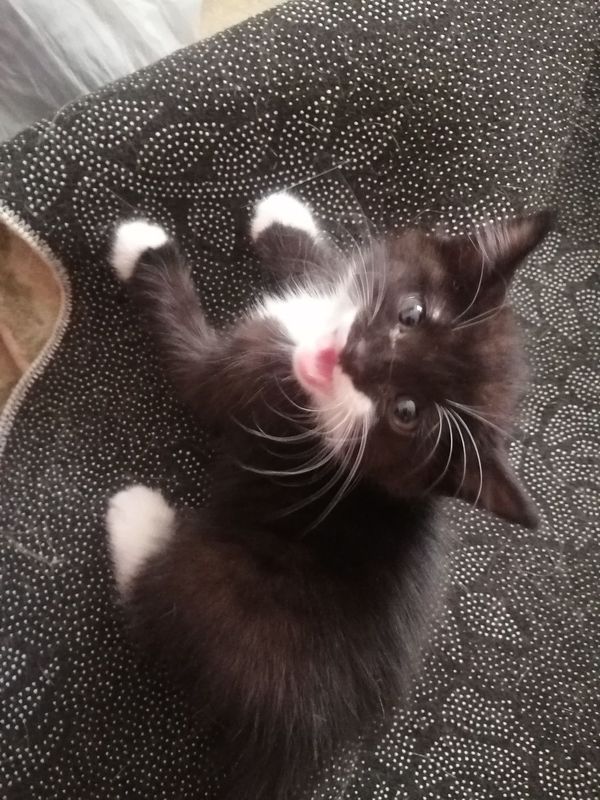Котята, породистые и простые в добрые руки! Котята, породистые и простые в добрые руки!
