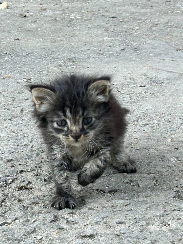 Котенок в добрые руки бесплатно Котенок в добрые руки бесплатно