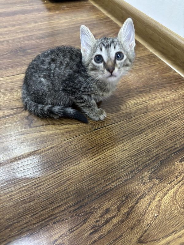 Котята двое самок и один самец Котята двое самок и один самец