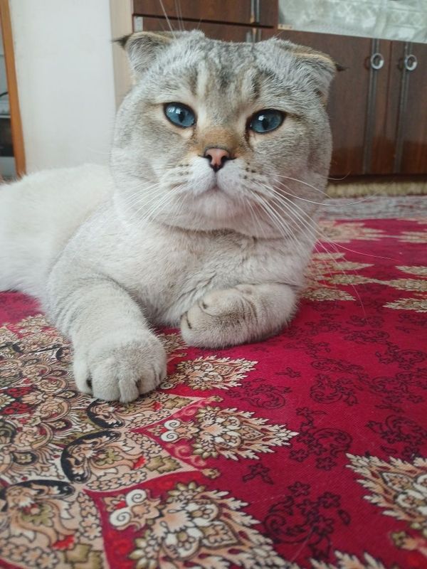 Scottish fold mushuk