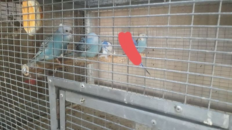Валнистий попугай Валнистий попугай