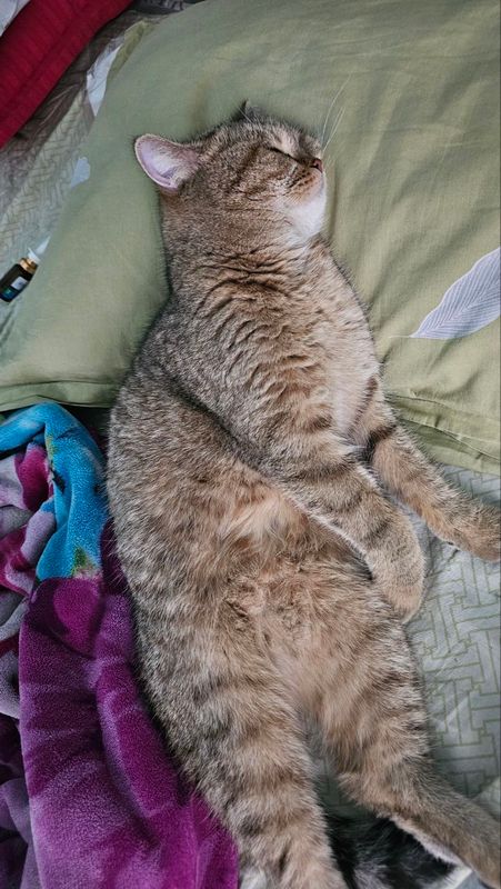 mushu sotilada