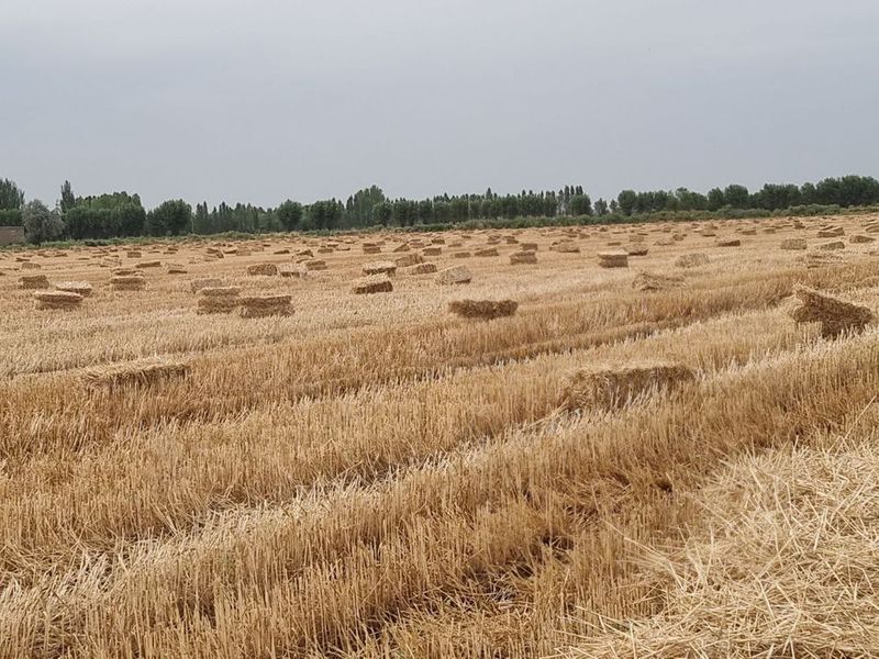 Самон прес сотилади