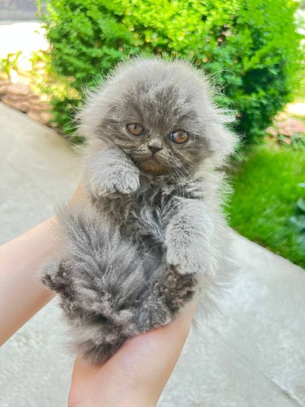 Персидские котёнк прадайотся срочна Персидские котёнк прадайотся срочна