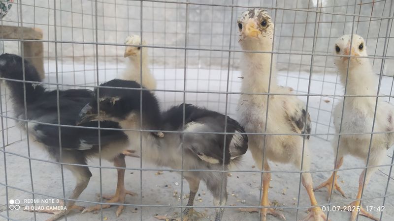 Dakan jujalar 2 haftali Dakan jujalar 2 haftali