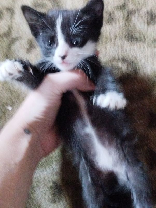 Котята домашние.