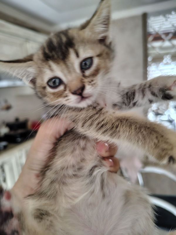 Котята отдаю даром Котята отдаю даром