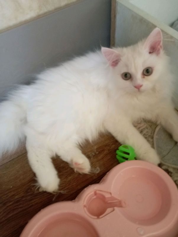 Котёнок пушок 4 мес. мальчик