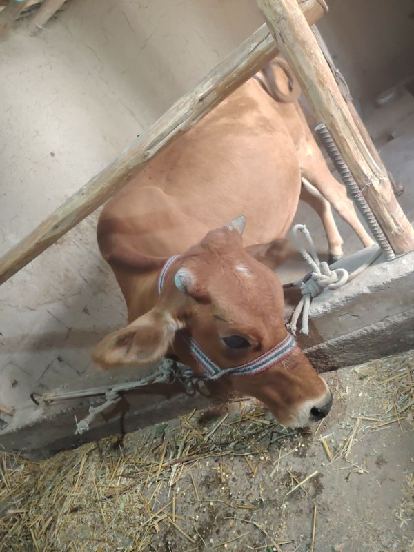 2 ta sog'lom sıfır va buzoq sotiladi 2 ta sog'lom sıfır va buzoq sotiladi
