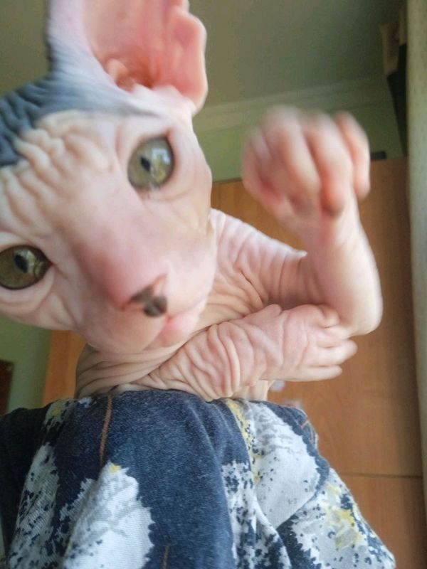 продаются котята сфинкса